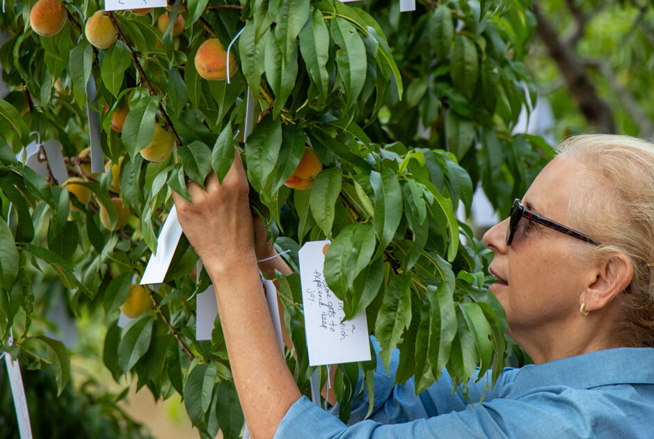 A woman attached a small white tag, on which she has written a wish, to a peach tree.