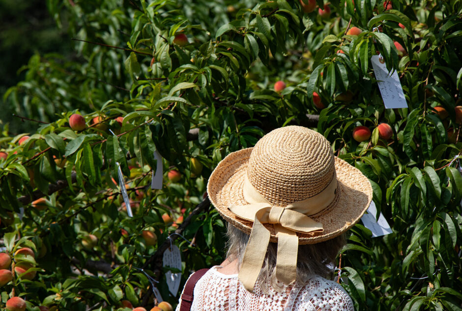 A woman attaches a small white tag, on which she has written a wish, to a peach tree.