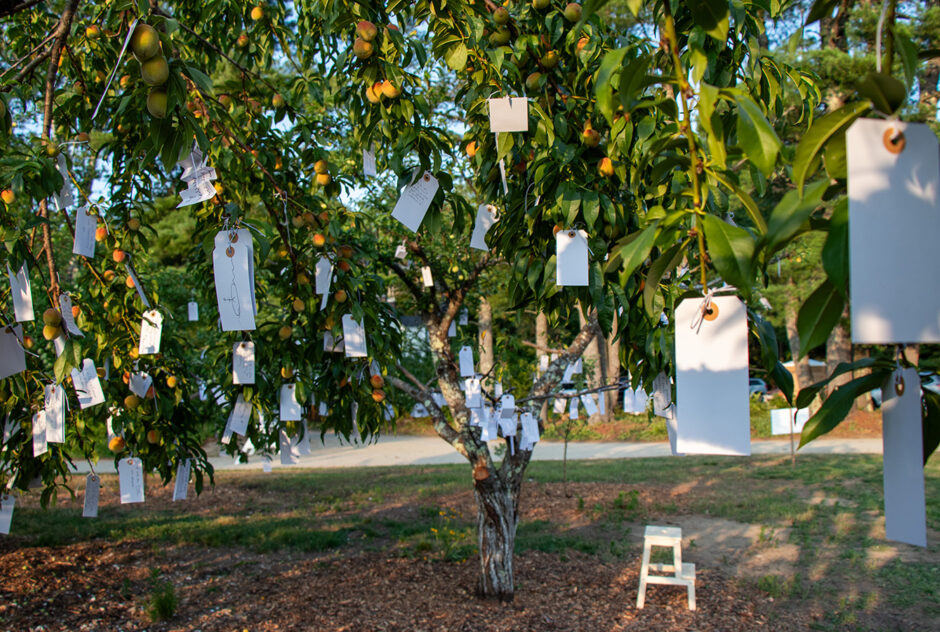 Hundred of small white tags hang from the branches of a peach tree. The setting sun illuminates the scene with warm light