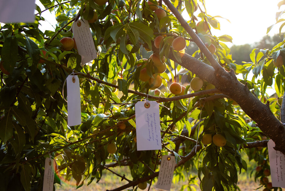 Hundred of small white tags hang from the branches of a peach tree. The setting sun illuminates the scene with warm light