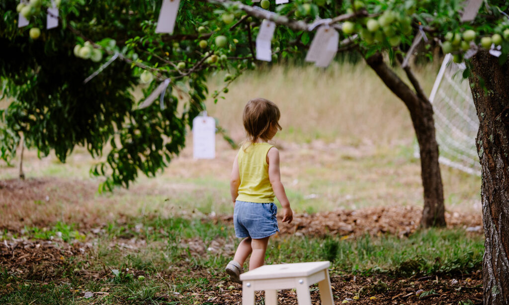 A small child roams underneath the trees in a small orchard.