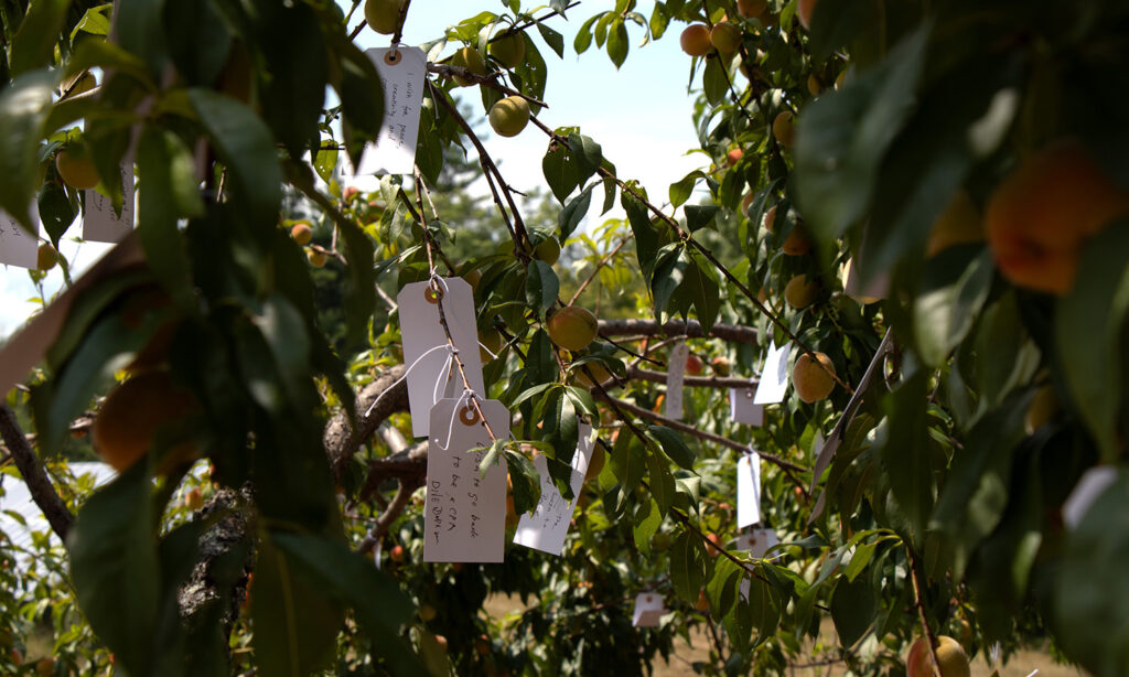 Hundred of small white tags hang from the branches of a peach tree. The setting sun illuminates the scene with warm light