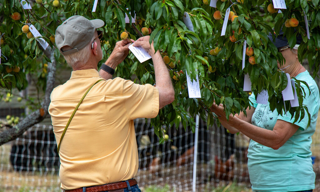 People stand at a peach tree, tying their wishes to its branches.