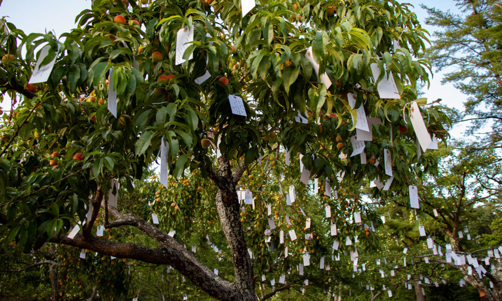 Hundred of small white tags hang from the branches of a peach tree. The setting sun illuminates the scene with warm light