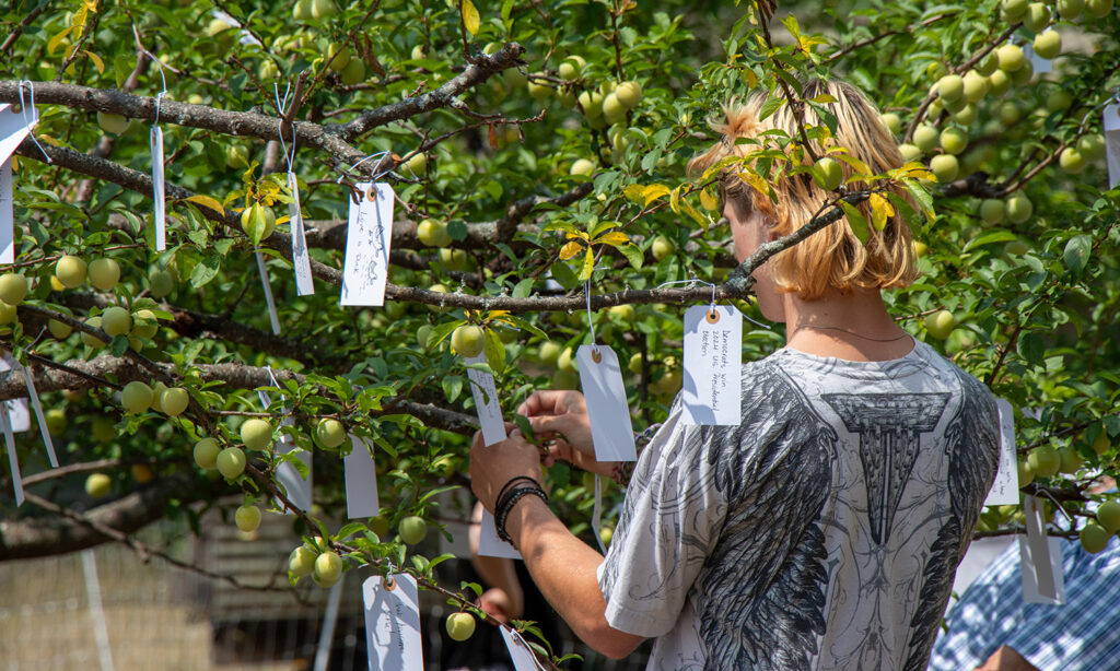 A young man attaches a small white tag, on which he has written a wish, to a peach tree.