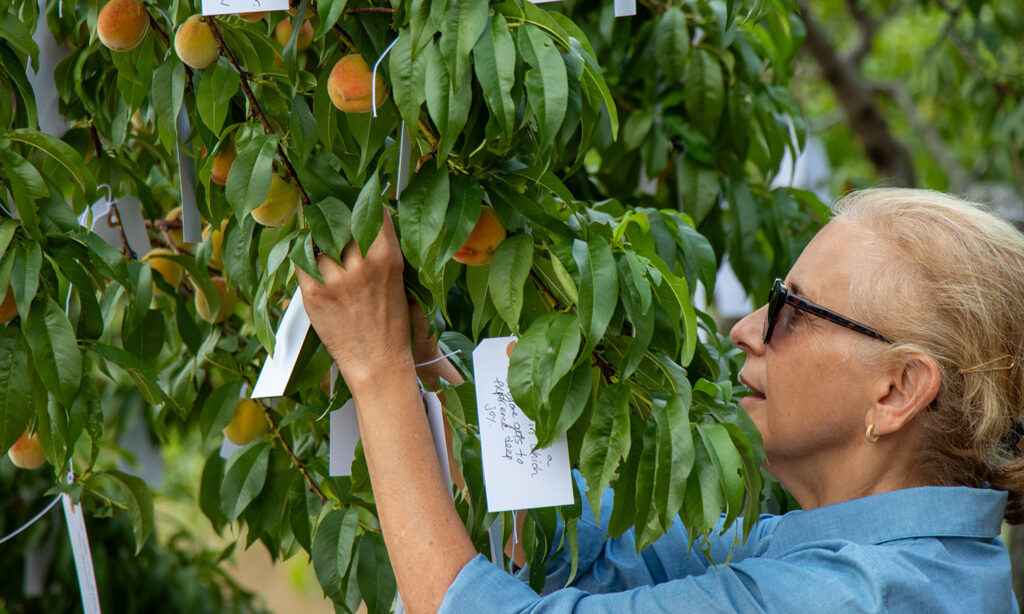 A woman attached a small white tag, on which she has written a wish, to a peach tree.