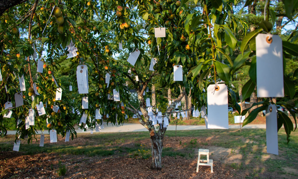 Hundred of small white tags hang from the branches of a peach tree. The setting sun illuminates the scene with warm light