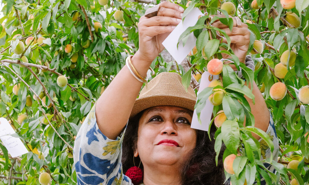 A woman attaches a small white tag, on which she has written a wish, to a peach tree.