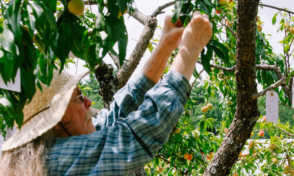 A man attaches a small white tag, on which he has written a wish, to a peach tree.