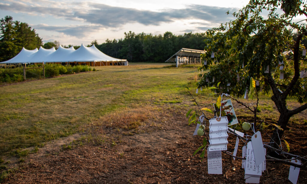 At sunset, a large white tent is seen in a field in the distance. In the foreground, white tags hang from the branches of a peach tree.