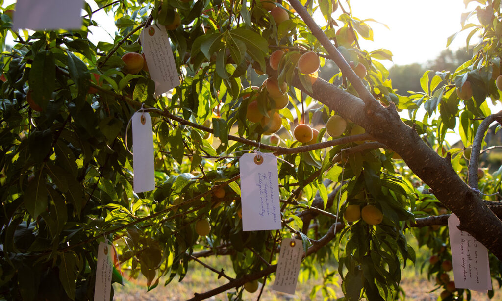 Hundred of small white tags hang from the branches of a peach tree. The setting sun illuminates the scene with warm light