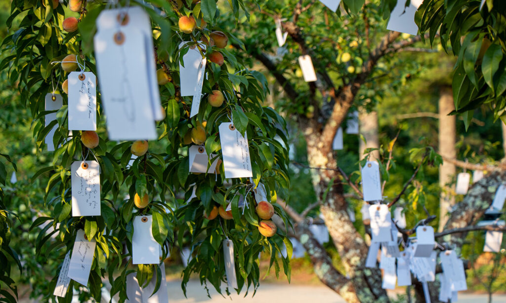 Hundred of small white tags hang from the branches of a peach tree. The setting sun illuminates the scene with warm light