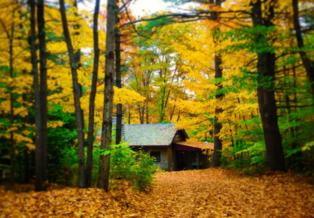 Mixter studio in the fall. The building, seen from afar, is nestled into a dense forest that is littered with brightly colored leaves. The trees, with their yellow leaves, seem to glow.